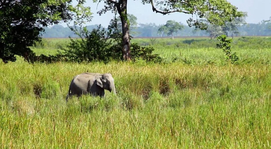 印度一島民堅持種樹35年，將550公頃荒島變森林--置頂表情