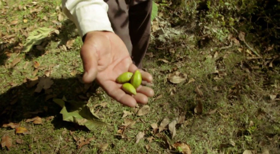 印度一島民堅持種樹35年，將550公頃荒島變森林--置頂表情