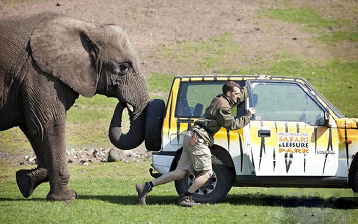 人類以外最聰明10大動物，烏鴉也能榜上有名--置頂表情