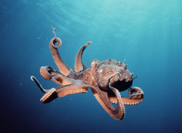 人類以外最聰明10大動物，烏鴉也能榜上有名--置頂表情