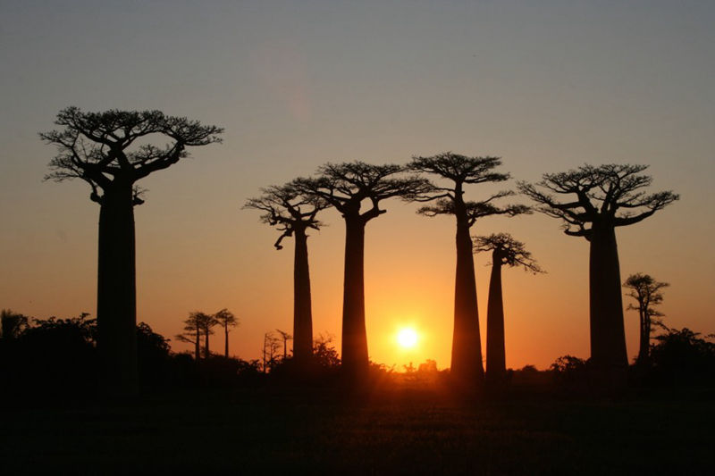 8個與眾不同的森林，像來自外星球--置頂表情