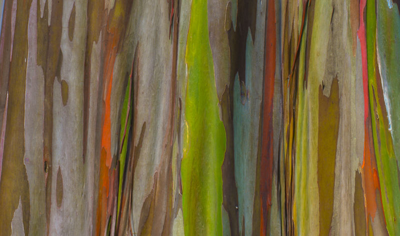 8個與眾不同的森林，像來自外星球--置頂表情