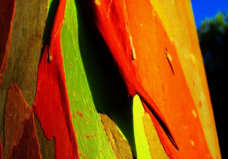 8個與眾不同的森林，像來自外星球--置頂表情