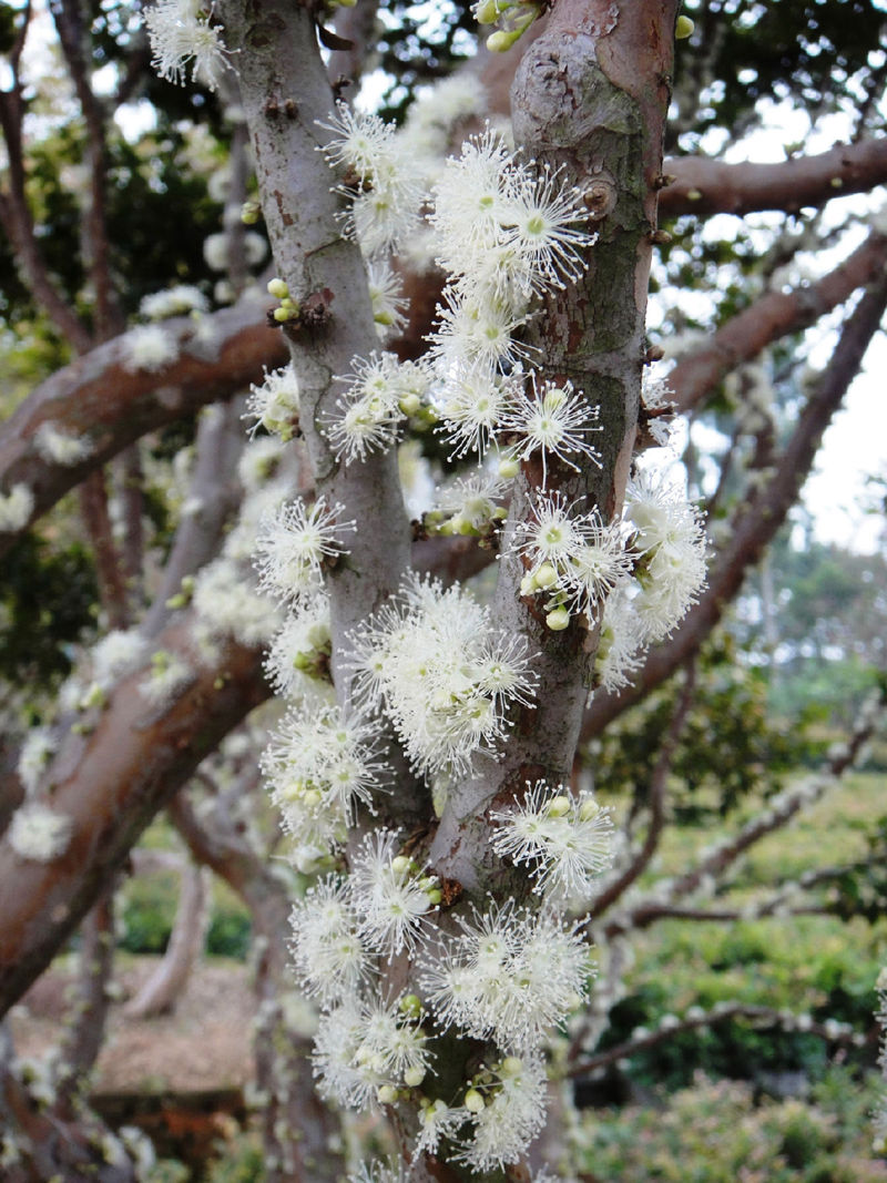 8個與眾不同的森林，像來自外星球--置頂表情
