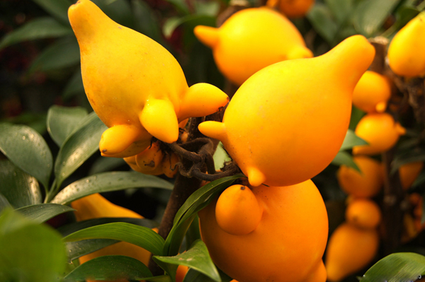 20種不常見但很好吃的怪異水果，非洲角瓜絕對是吃貨的追求--置頂表情