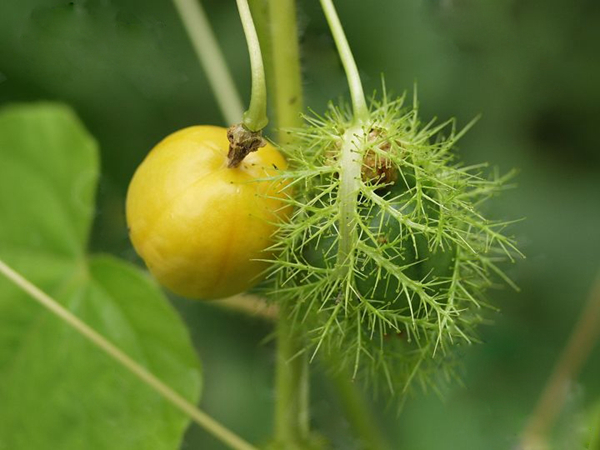 20種不常見但很好吃的怪異水果，非洲角瓜絕對是吃貨的追求--置頂表情