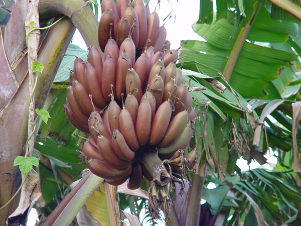 20種不常見但很好吃的怪異水果，非洲角瓜絕對是吃貨的追求--置頂表情