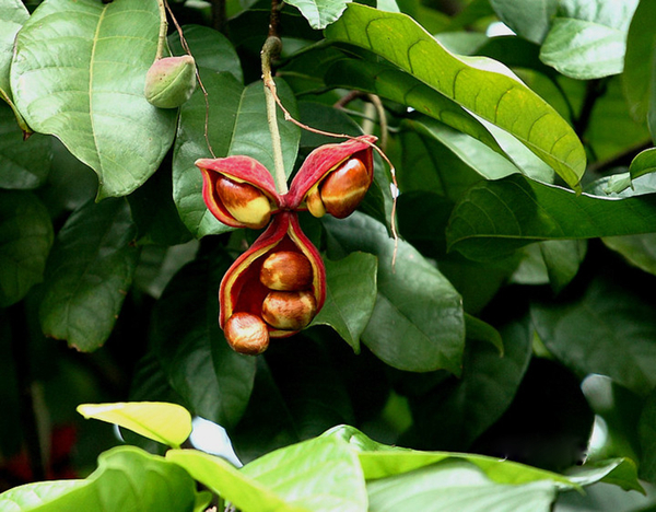 20種不常見但很好吃的怪異水果，非洲角瓜絕對是吃貨的追求--置頂表情