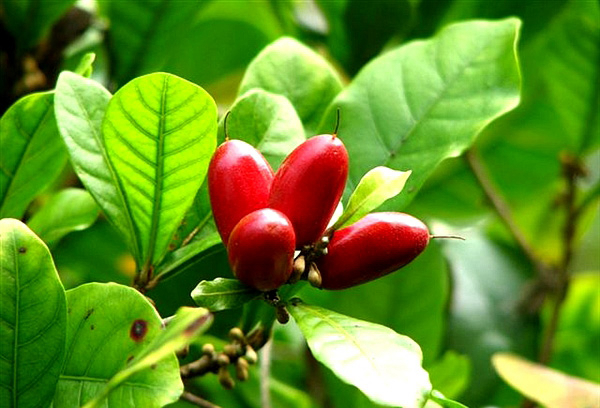 20種不常見但很好吃的怪異水果，非洲角瓜絕對是吃貨的追求--置頂表情