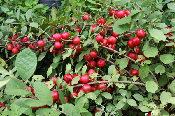 20種不常見但很好吃的怪異水果，非洲角瓜絕對是吃貨的追求--置頂表情