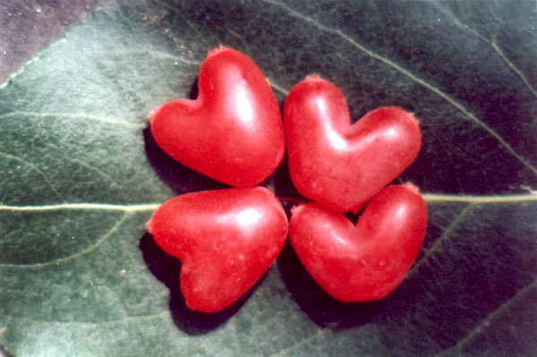 20種不常見但很好吃的怪異水果，非洲角瓜絕對是吃貨的追求--置頂表情